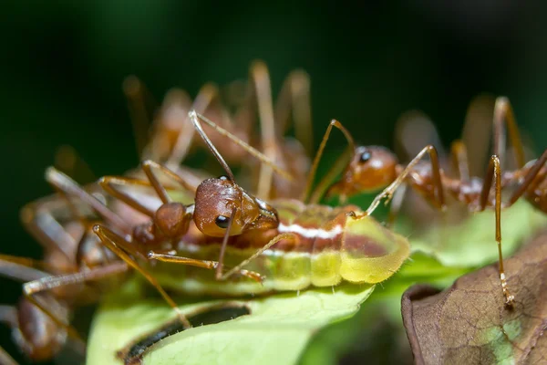 Mravenci mšice. zblízka. — Stock fotografie