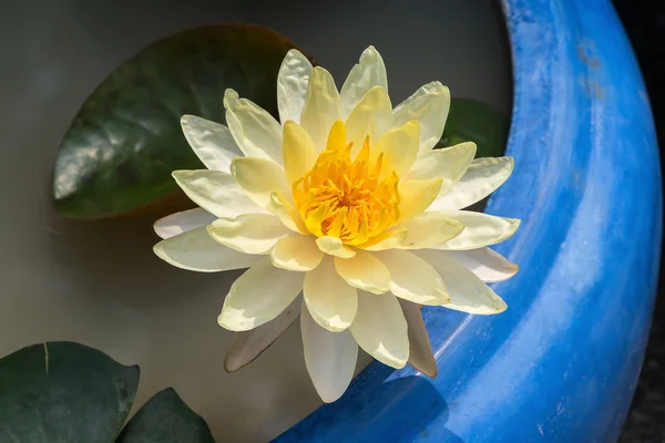 Lotus flowers — Stock Photo, Image