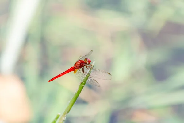 Dragonflies Coast up — Stock Photo, Image