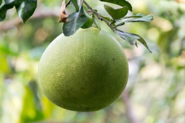 büyük beyaz pomelo çeşitleri