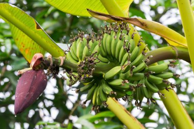 Bir demet muzlu muz ağacı