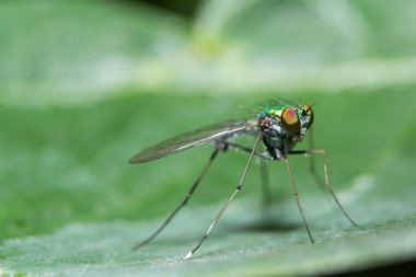 Dolichopodidae