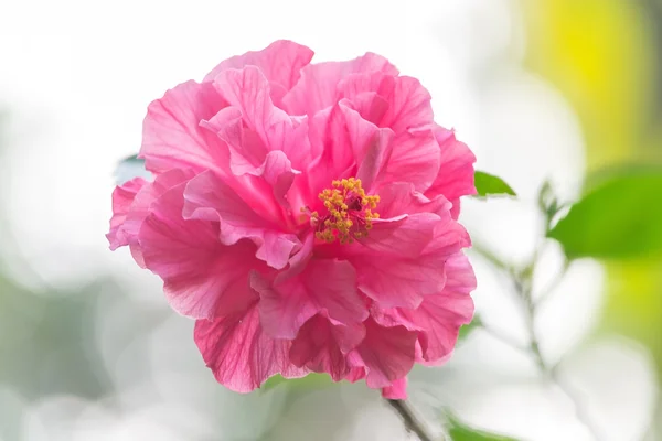 Pink Hibiscus — Stock Photo, Image