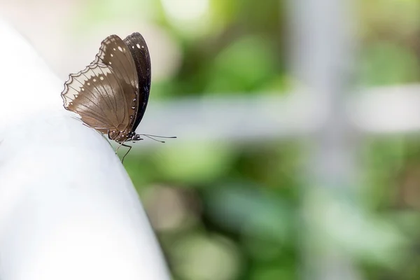 Mariposa. — Foto de Stock