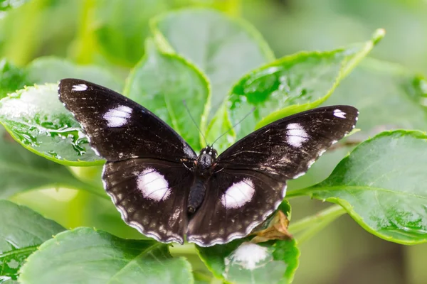 Schmetterling — Stockfoto