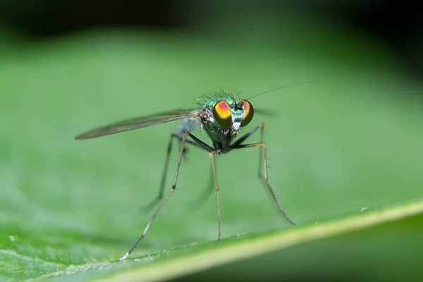 Dolichopodidae — 스톡 사진