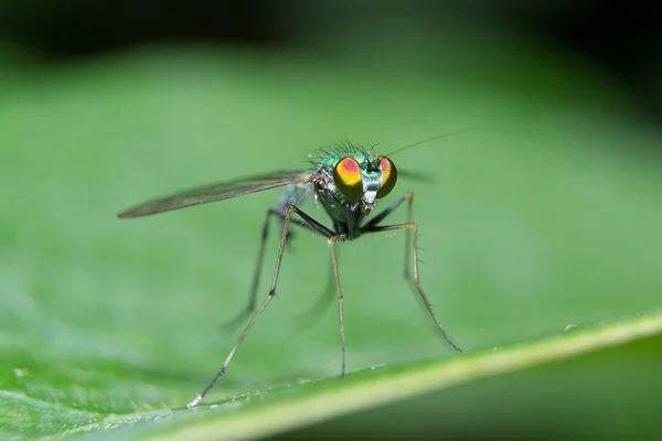 Dolichopodidae — Stockfoto