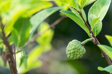şeker elmaverduras en un mercado