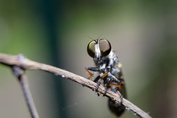 Неповреждённые мухи — стоковое фото