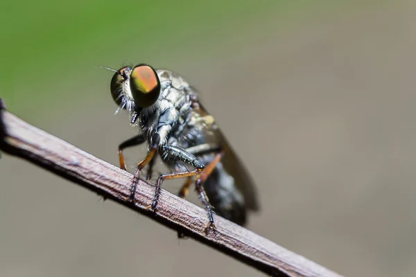 Cabeza intacta moscas — Foto de Stock