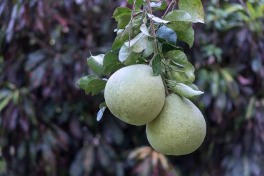 büyük beyaz pomelo çeşitleri