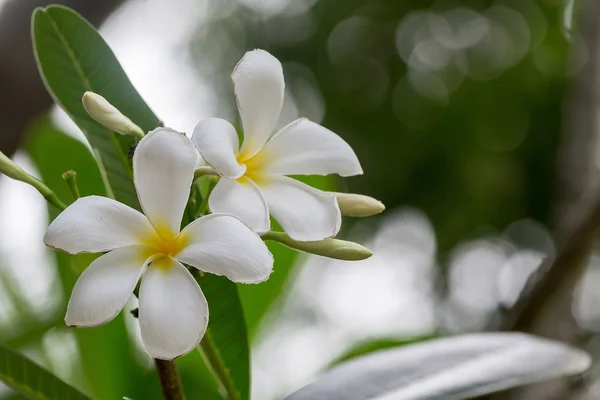 Frangipani in the park — Stock Photo, Image