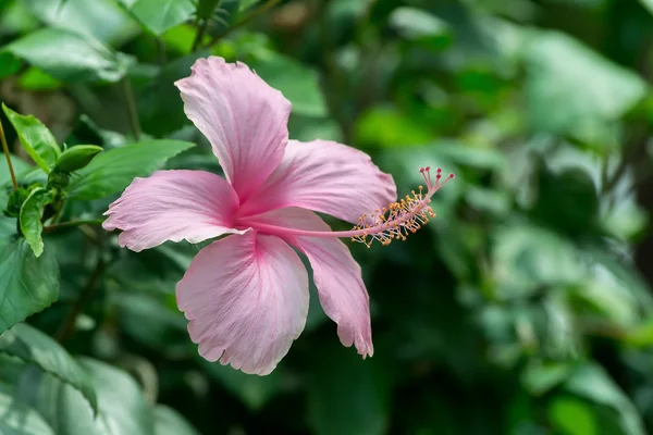 粉红芙蓉花 — 图库照片