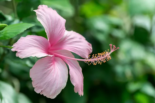 Pink hibiscus Flower — Stock Photo, Image