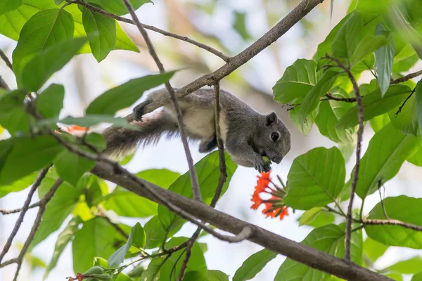 Wiewiórka królowej sirikit park, Bankok. — Zdjęcie stockowe