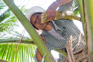 Ratchaburi, tha kha, Hindistan cevizi plantasyon.