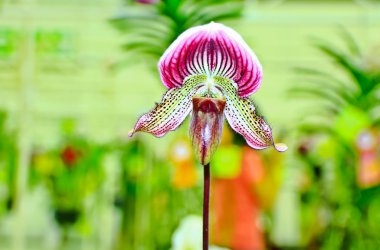 Bayan terlik orkide paphiopedilum