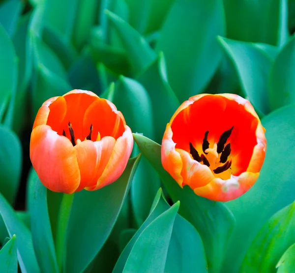 Flor de tulipa laranja no jardim — Fotografia de Stock