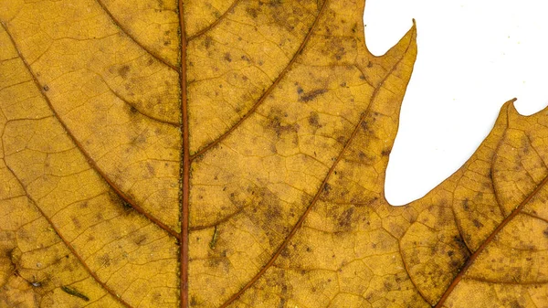Макро Ребра Коричневой Осенней Листве Листвы Зерна Текстуры — стоковое фото