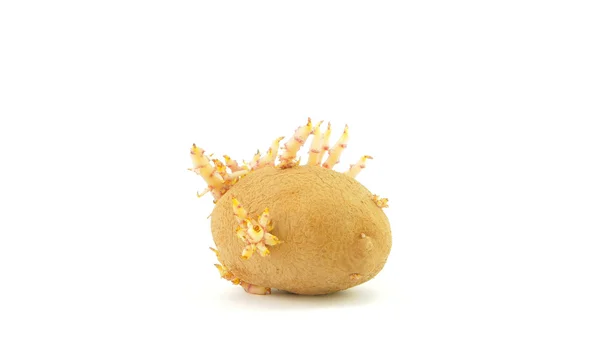 Germinant potato — Stock Photo, Image