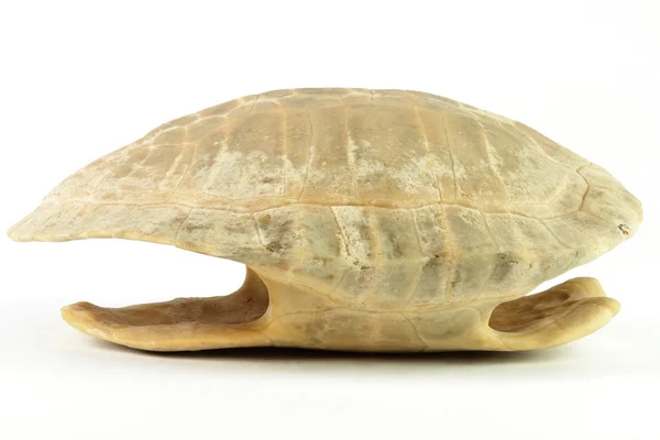 Kaplumbağa kabuğu — Stok fotoğraf