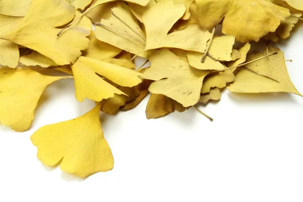 Foglie dorate di ginkgo — Foto Stock