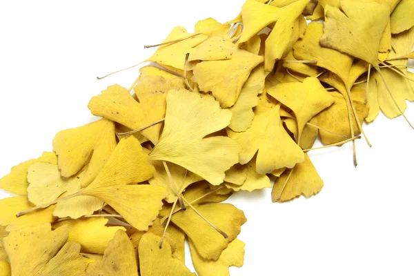 Foglie dorate di ginkgo — Foto Stock