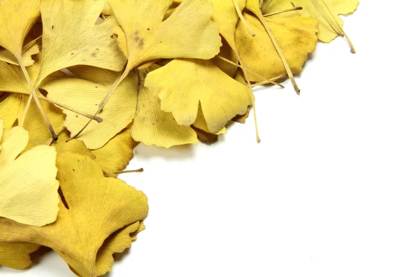 Foglie dorate di ginkgo — Foto Stock