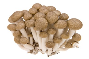 Hypsizygus marmoreus