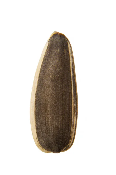 Melon seed — Stockfoto