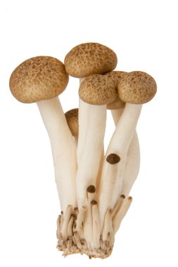 Hypsizygus marmoreus