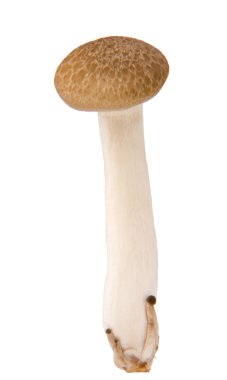 Hypsizygus marmoreus