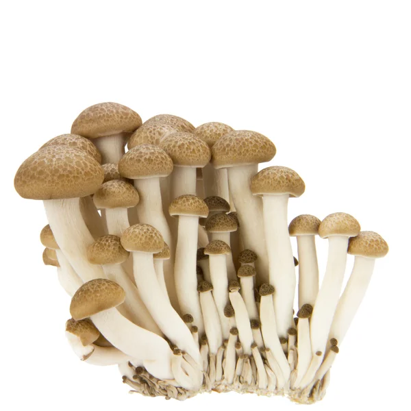 Hypsizygus marmoreus