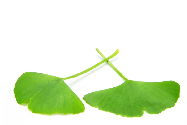 Ginkgo biloba — Stock fotografie