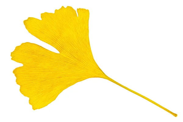 Foglia di Ginkgo — Foto Stock