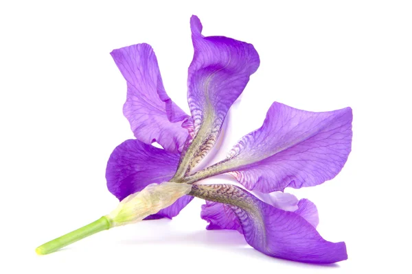 Iris — Stock fotografie