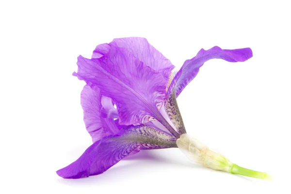 Iris — Stock Photo, Image