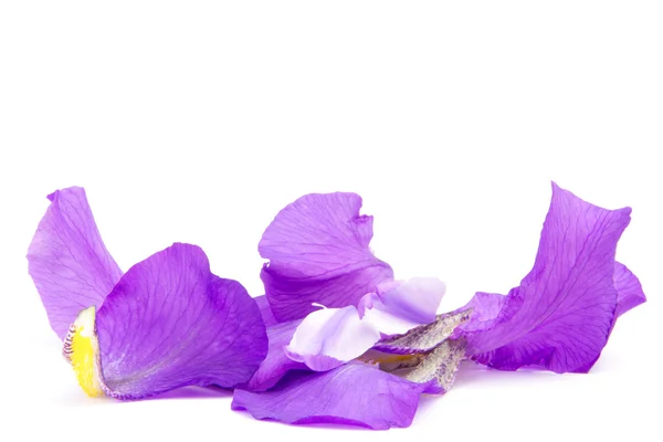 Iris — Stock Photo, Image