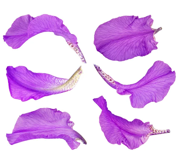 Iris — Stockfoto