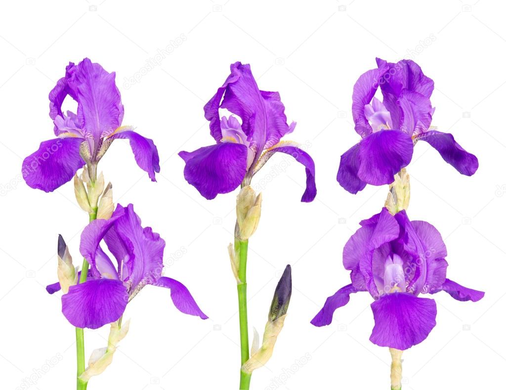 Iris