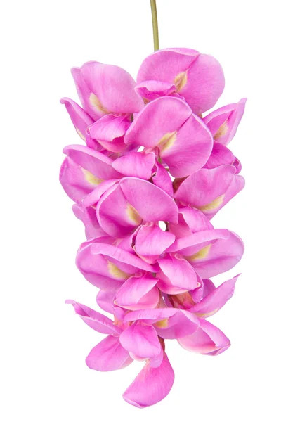 Violette Sophora-Blume — Stockfoto