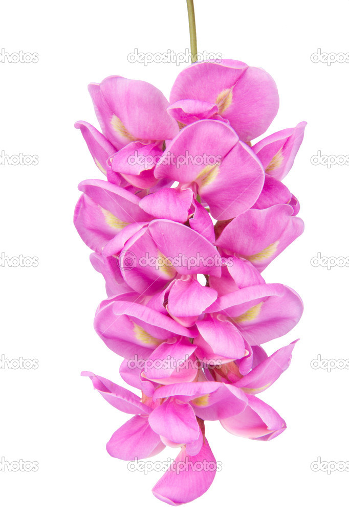 purple sophora flower