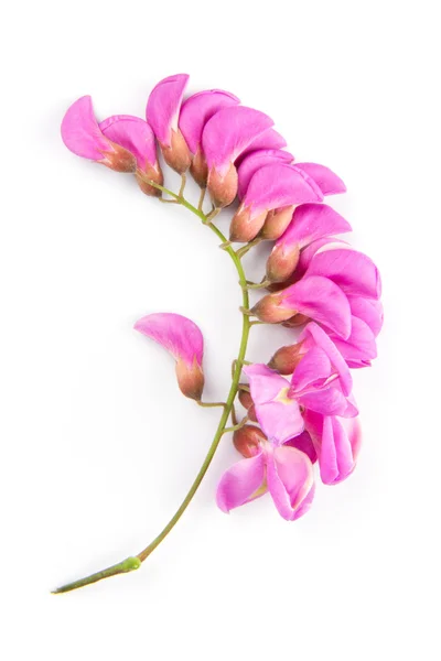 Purple sophora flower — Stock Photo, Image