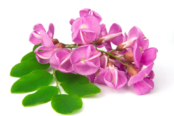 Květ fialový sophora — Stock fotografie