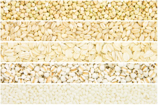 Grain collection — Stock Photo, Image