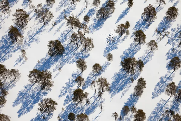 Skogsmark i vinterdag, Visa från ovan — Stockfoto