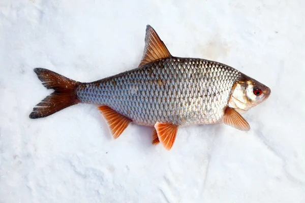 Fish on snow — Stock Photo, Image