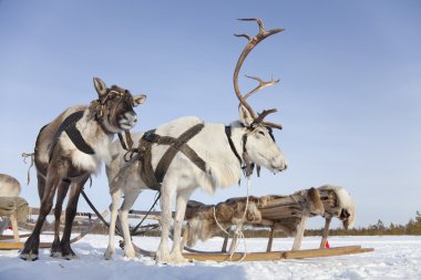 reindeers bandı içinde