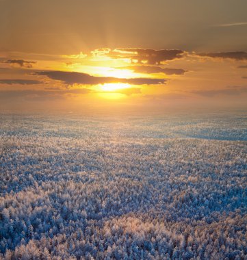 Ormanın kış sabahı, üstten görünüm