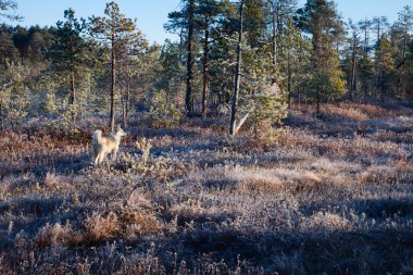sonbahar ormandaki ilk frost